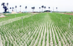 Vùng trồng tỏi huyện đảo Lý Sơn