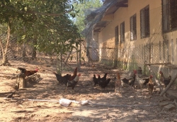 Tuyển chọn, nuôi giữ, bảo tồn nguồn gen giống gà h’re quảng ngãi