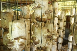 Kỹ thuật nuôi trồng nấm sò.