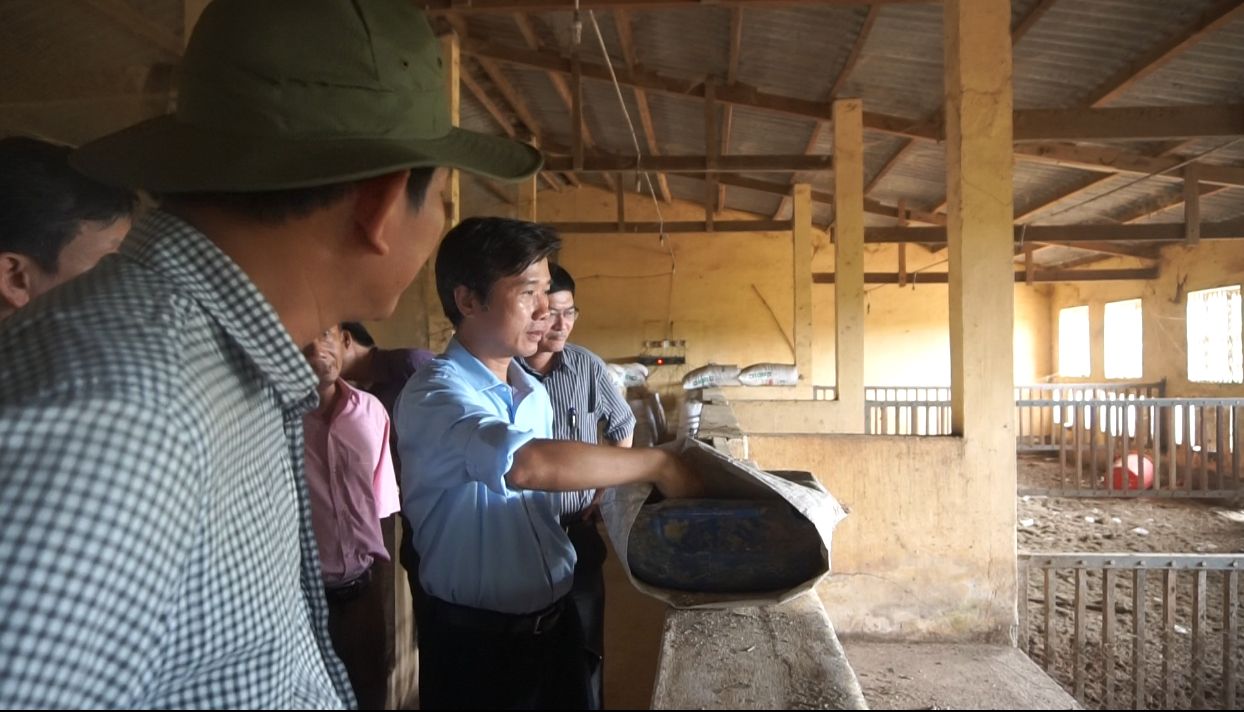 PGS.TS Hồ Trung Thông đang kiểm tra thức ăn cho lợn Kiềng Sắt được nuôi tại Trại Nghiên cứu.