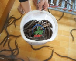 Kỹ thuật nuôi lươn đồng không bùn trong bể xi măng.