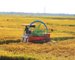 Sản xuất lúa giống và gạo chất lượng cao đạt tiêu chuẩn VietGAP